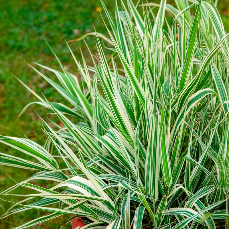 Phalaris panaché -Baldingère faux roseau