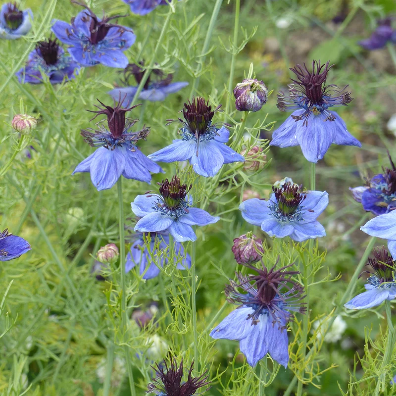 Nigelle d’Espagne 'Midnight'
