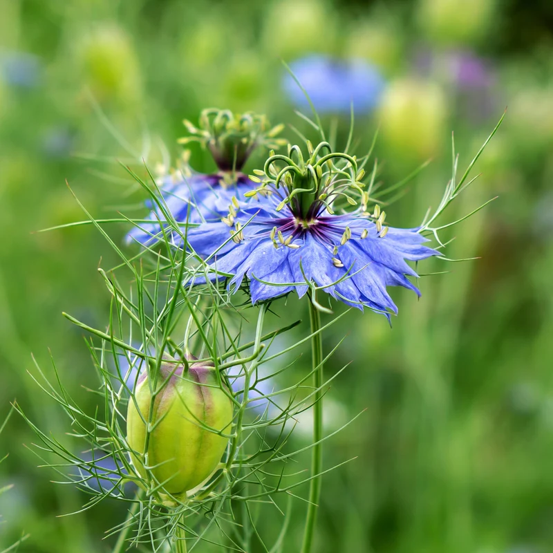 Nigelle d’Espagne 'Midnight'