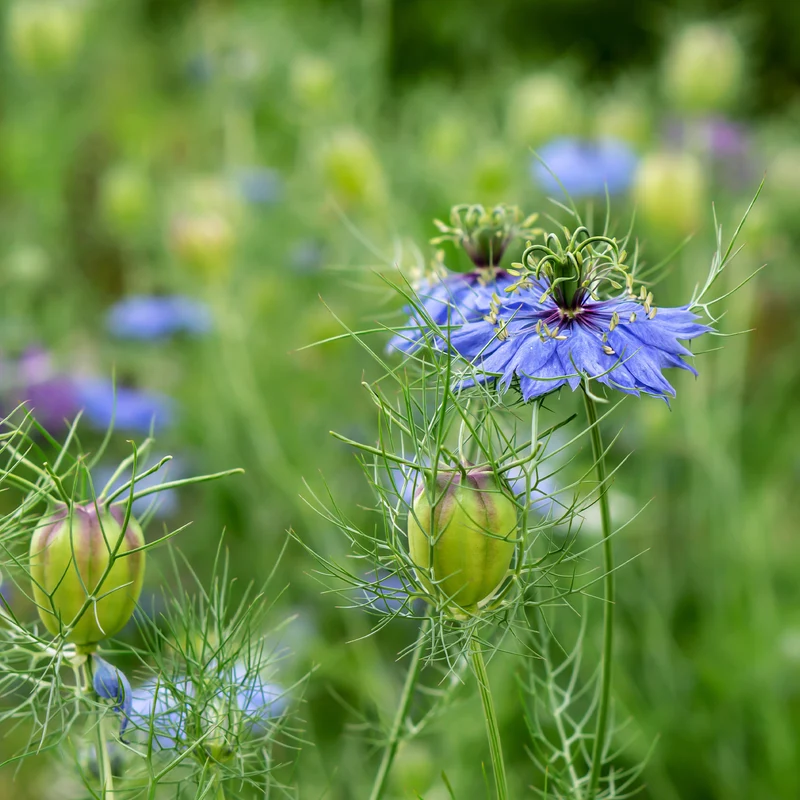 Nigelle d’Espagne 'Midnight'