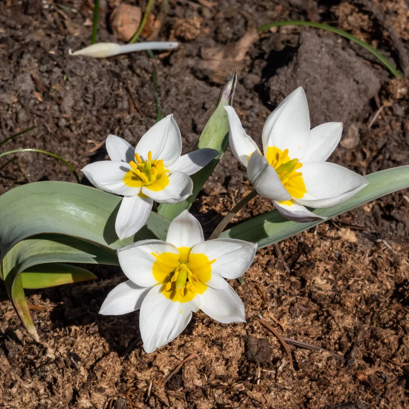 10 Tulipes botaniques Polychroma