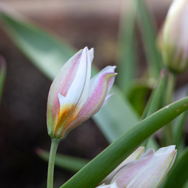 10 Tulipes botaniques Polychroma