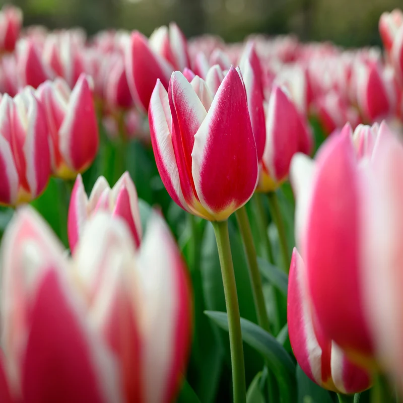 8 Tulipes Darwin Candy Apple Delight