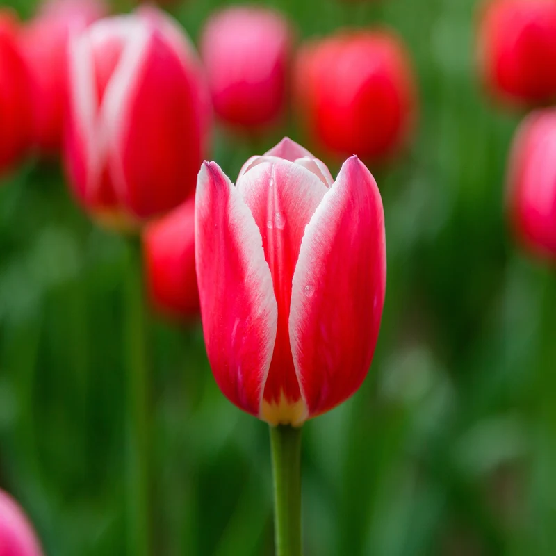 8 Tulipes Darwin Candy Apple Delight