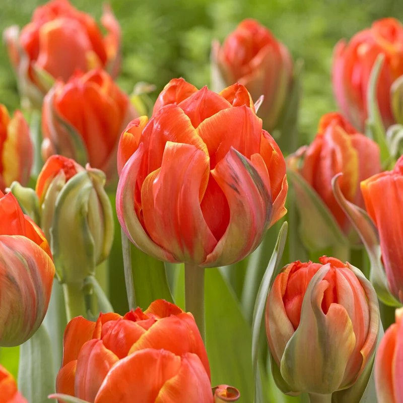 7 Tulipes doubles Queensday