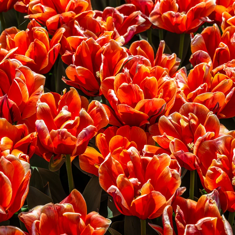 7 Tulipes doubles Queensday