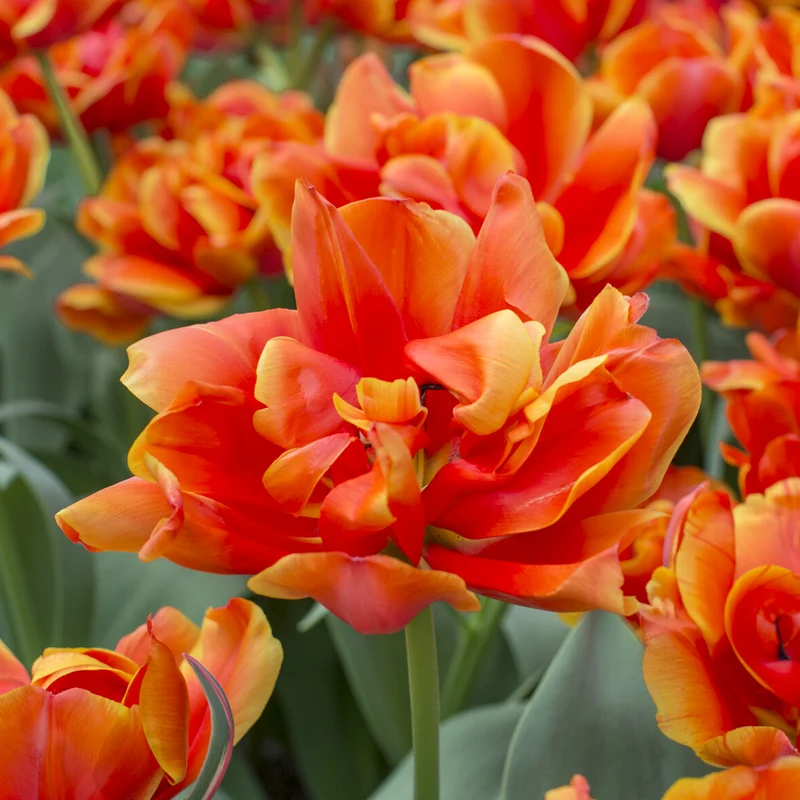 7 Tulipes doubles Queensday
