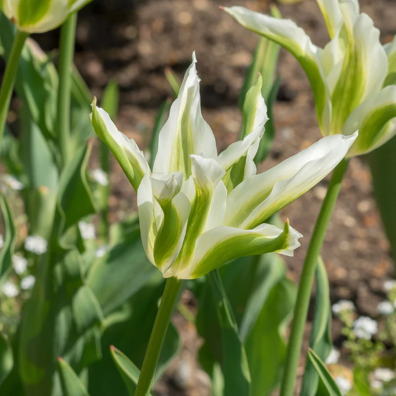 10 Tulipes à fleurs de lis Greenstar