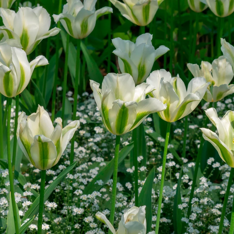 10 Tulipes à fleurs de lis Greenstar