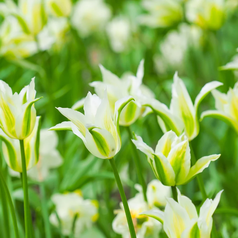 10 Tulipes à fleurs de lis Greenstar