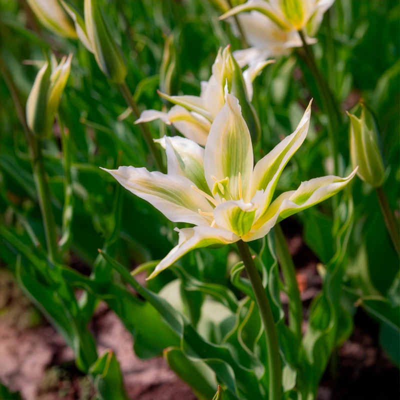 10 Tulipes à fleurs de lis Greenstar