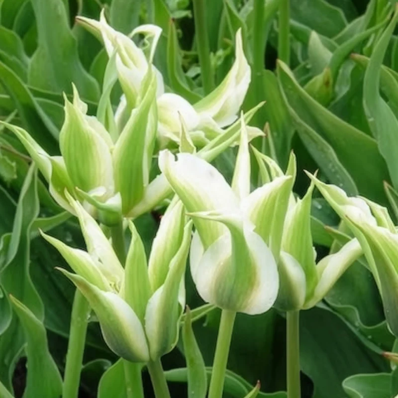 10 Tulipes à fleurs de lis Greenstar