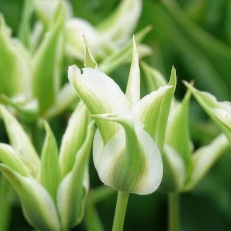 10 Tulipes à fleurs de lis Greenstar