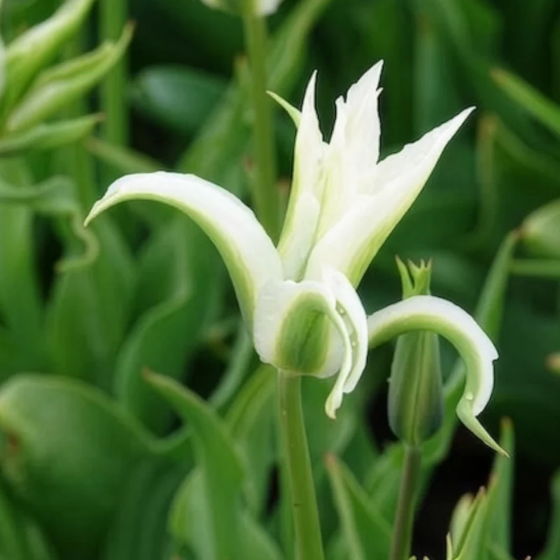 10 Tulipes à fleurs de lis Greenstar