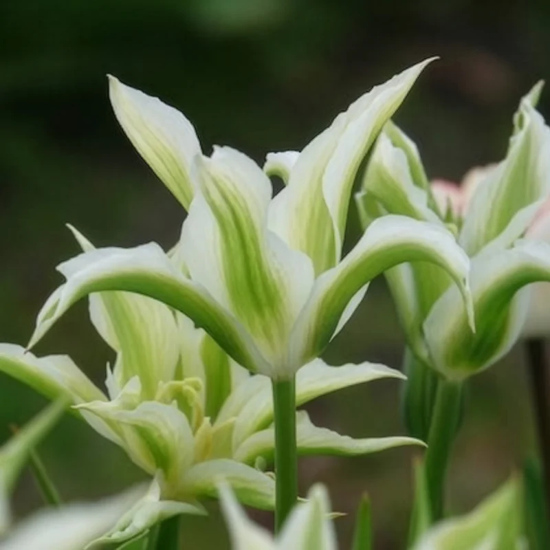10 Tulipes à fleurs de lis Greenstar