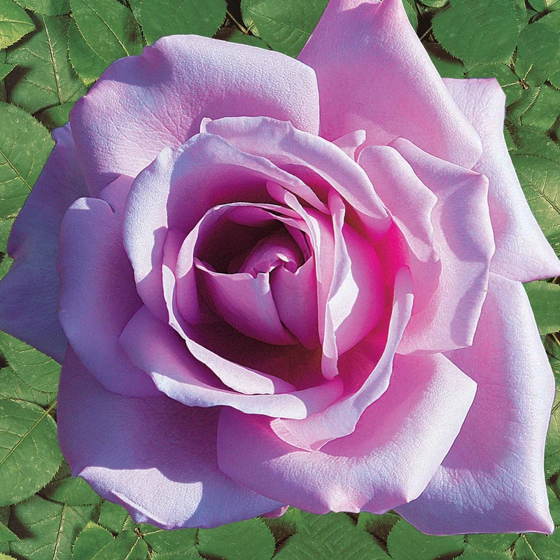 Collection de 4 Rosiers : Whisky, Malaga, Lune Bleue, Magie Parfum