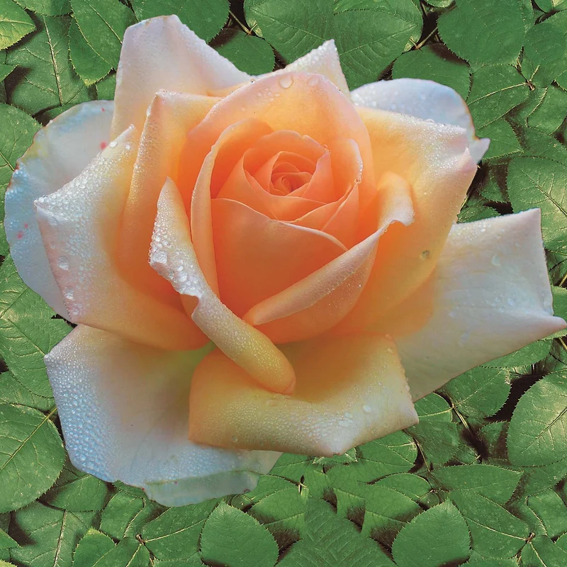 Collection de 4 Rosiers : Whisky, Malaga, Lune Bleue, Magie Parfum