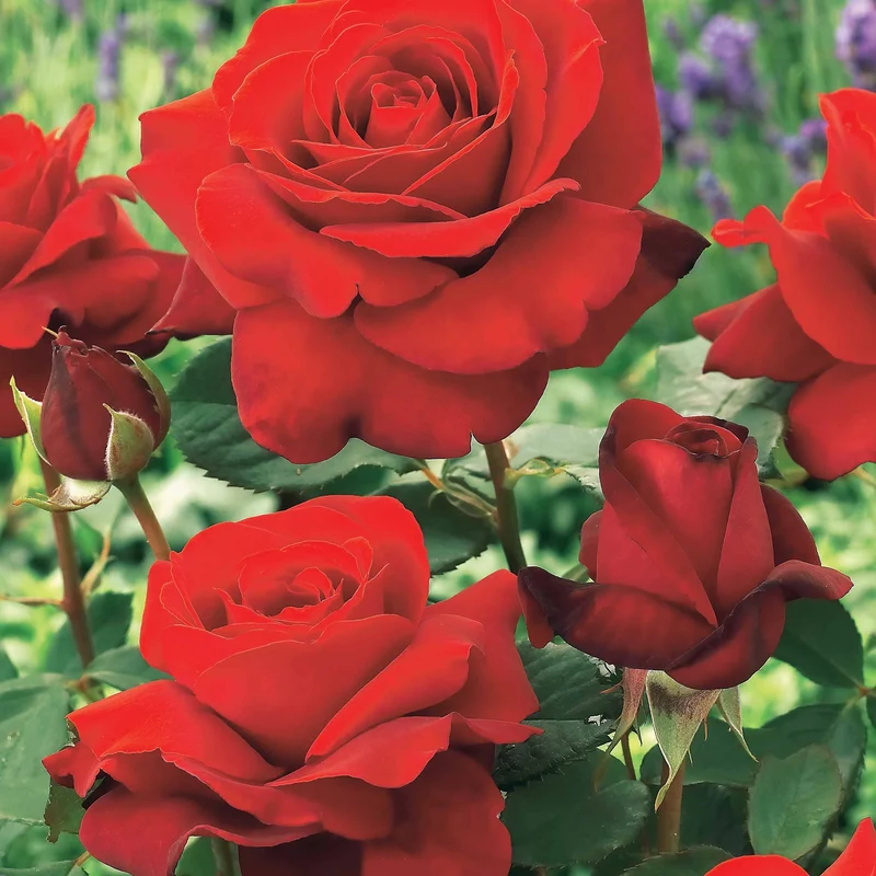 Collection de 4 Rosiers : Whisky, Malaga, Lune Bleue, Magie Parfum