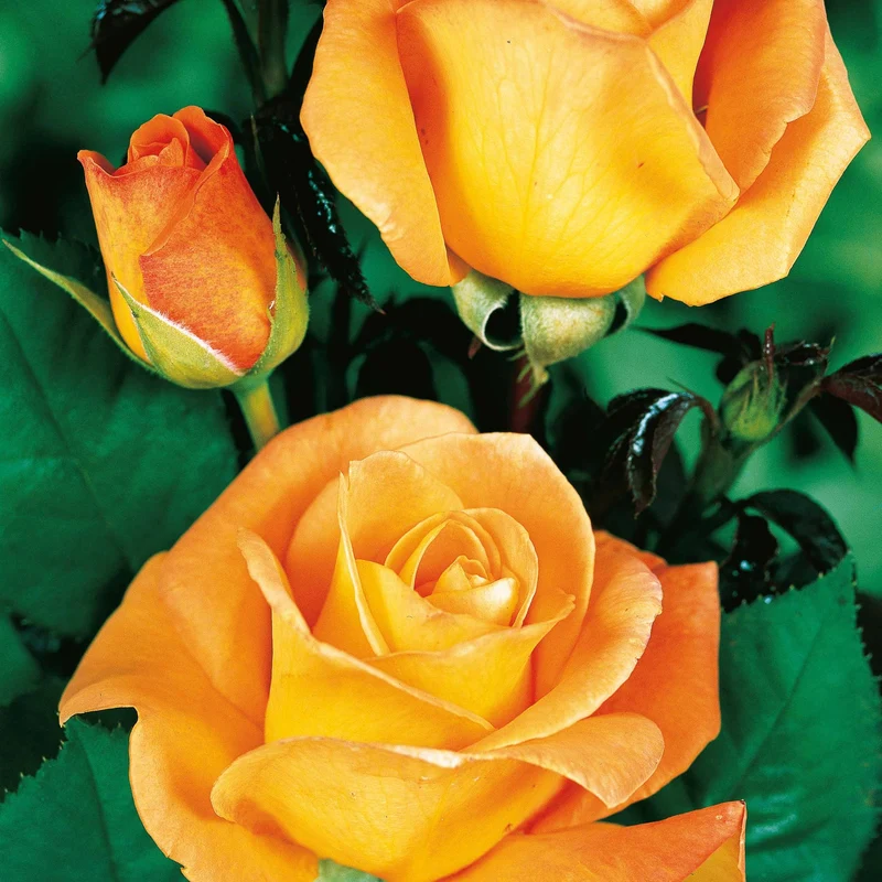 Collection de 4 Rosiers : Whisky, Malaga, Lune Bleue, Magie Parfum
