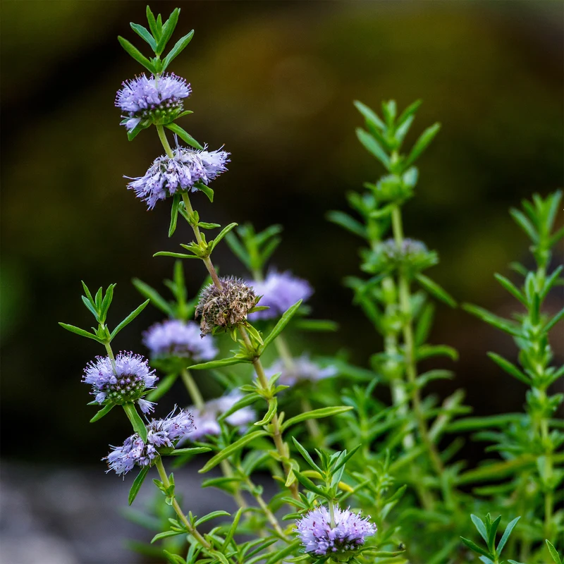 Menthe des cerfs