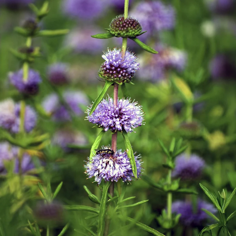 Menthe des cerfs