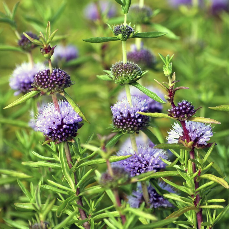 Menthe des cerfs