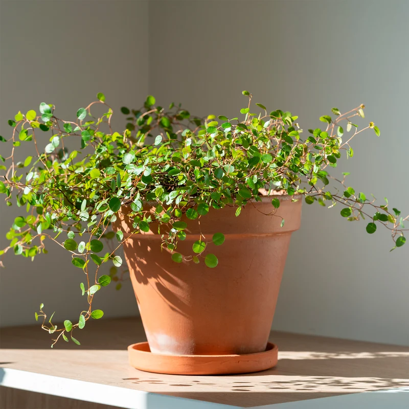 Muehlenbeckia complexa