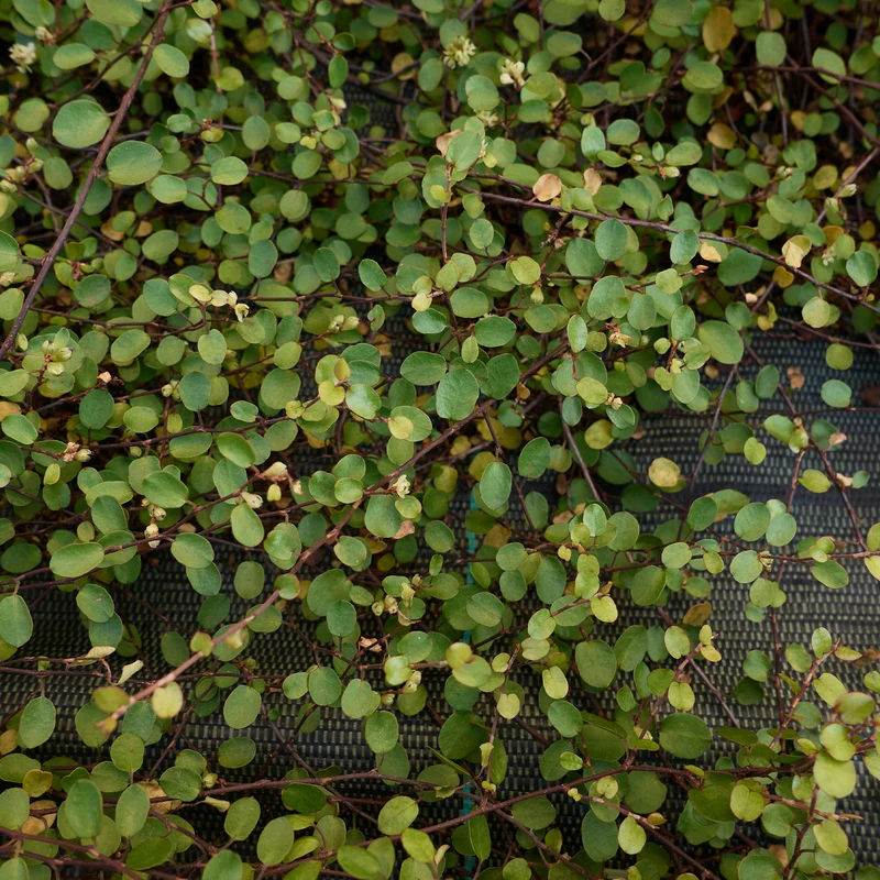 Muehlenbeckia complexa