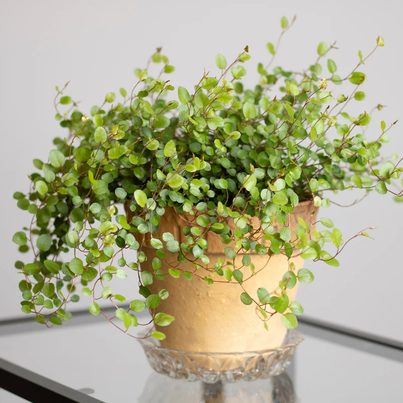 Muehlenbeckia complexa