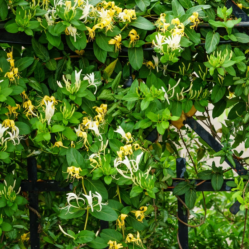 Chèvrefeuille du Japon Hall's Prolific