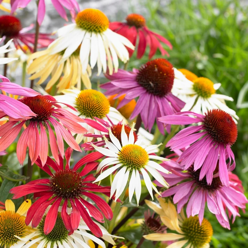 5 Marguerites papillon en mélange