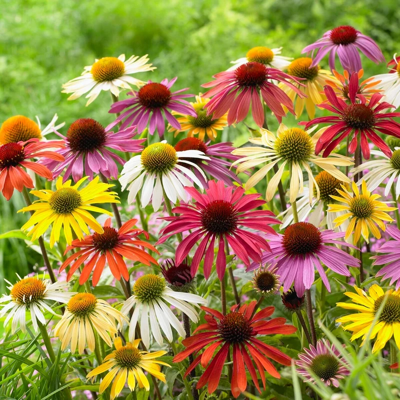 5 Marguerites papillon en mélange