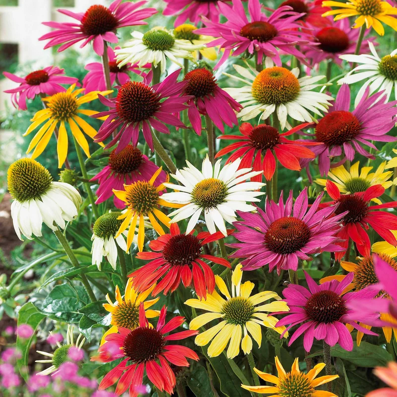 5 Marguerites papillon en mélange