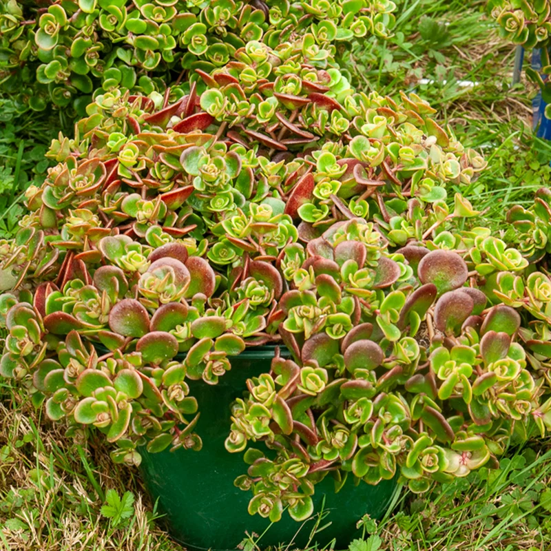 Sedum Coral Reef
