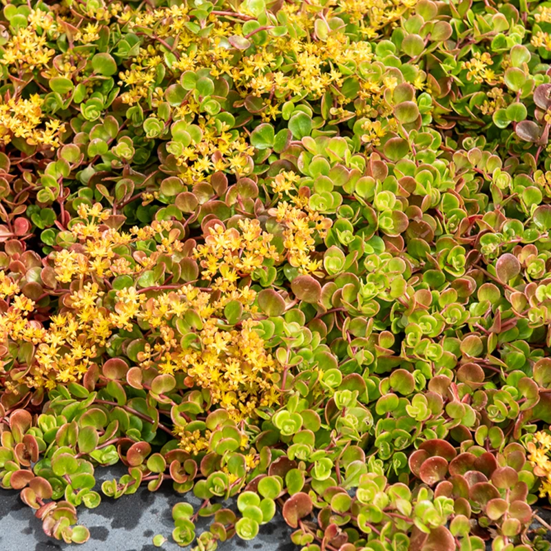 Sedum Coral Reef