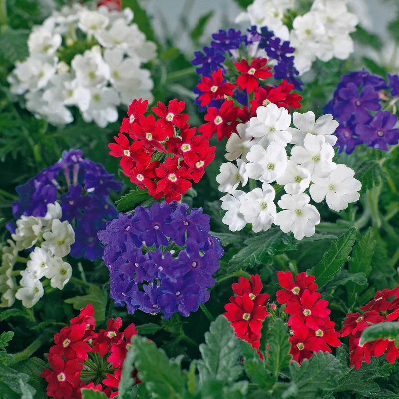 3 Verveines rouge, blanc, bleu en mélange