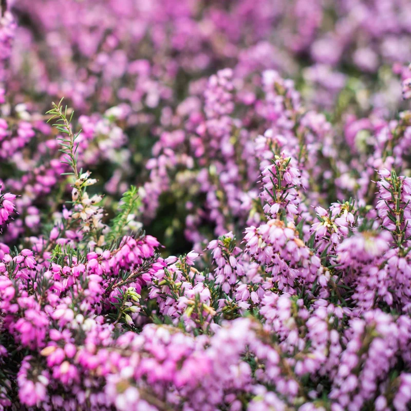 6 Bruyères d'hiver en mélange