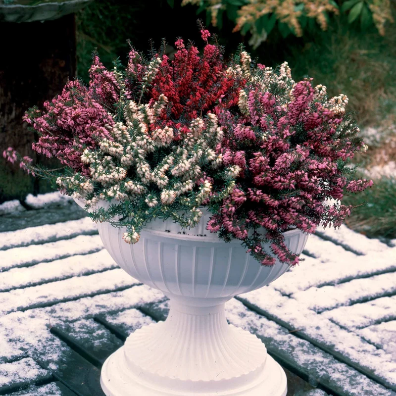 6 Bruyères d'hiver en mélange