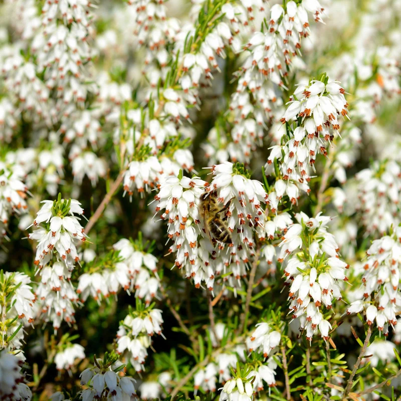 6 Bruyères d'hiver en mélange
