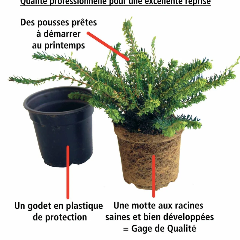 6 Bruyères d'hiver en mélange