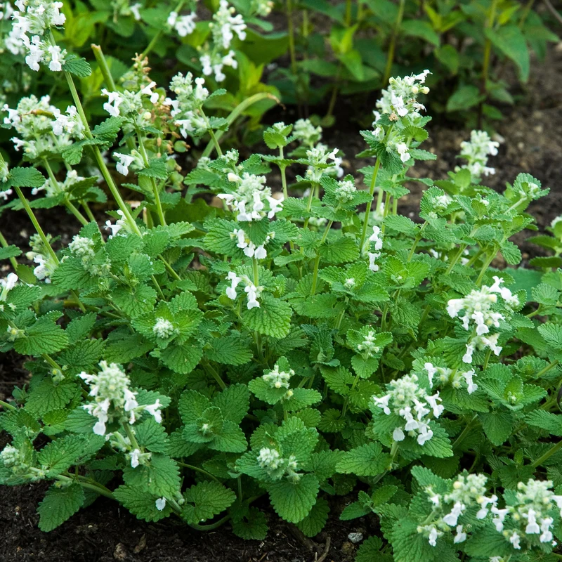 Nepeta Snowflake