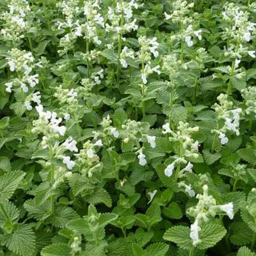Nepeta Snowflake
