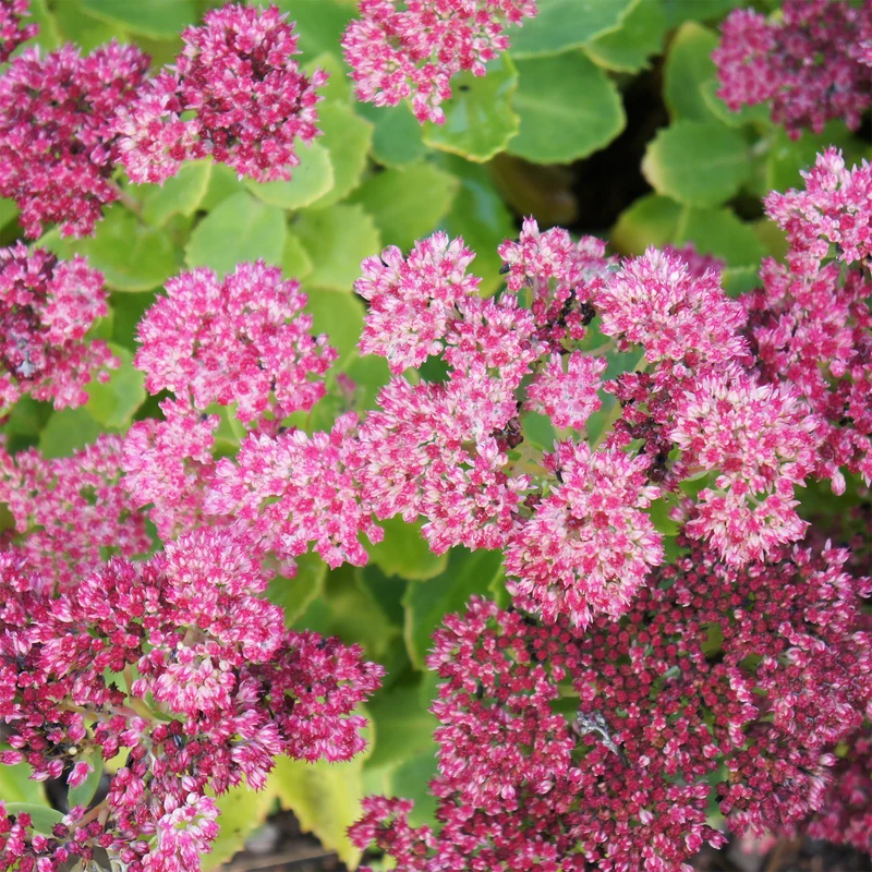Sedum Brillant