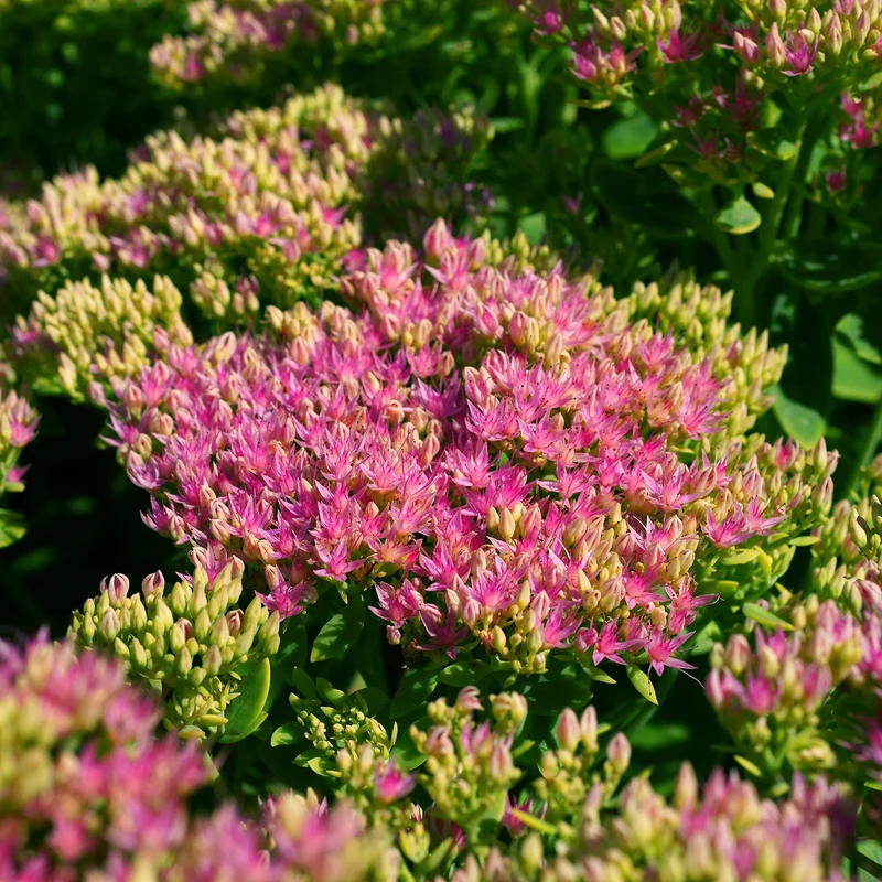 Sedum Brillant