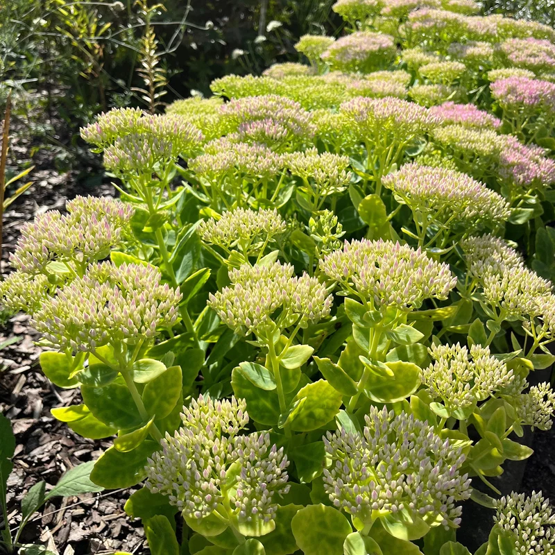 Sedum Brillant