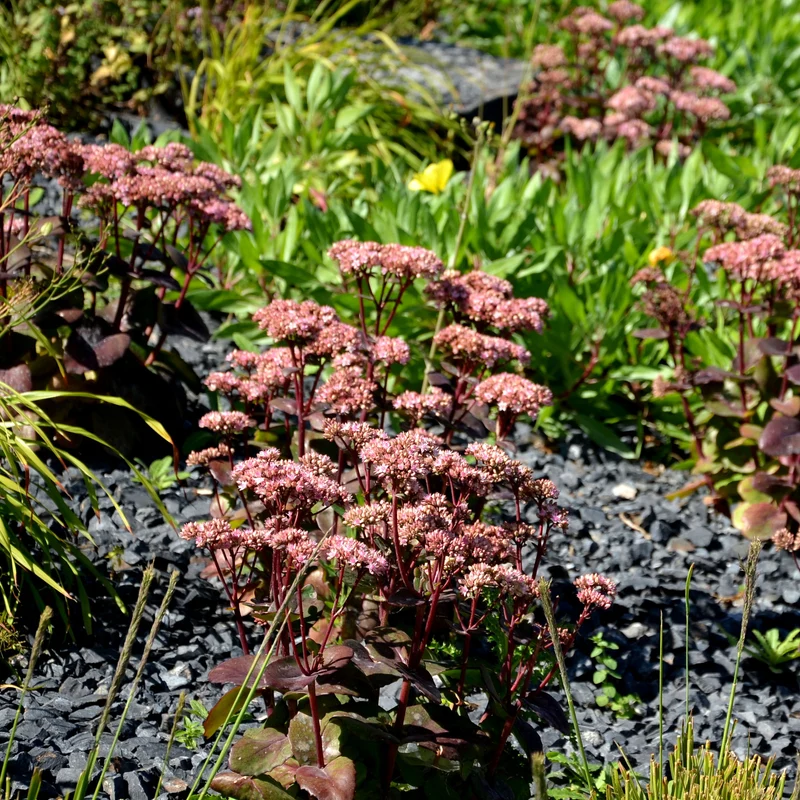 Sedum Matrona