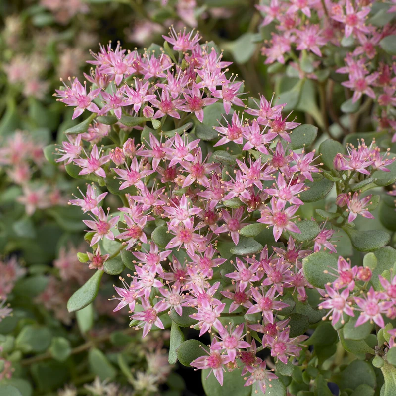 Sedum Lidakense