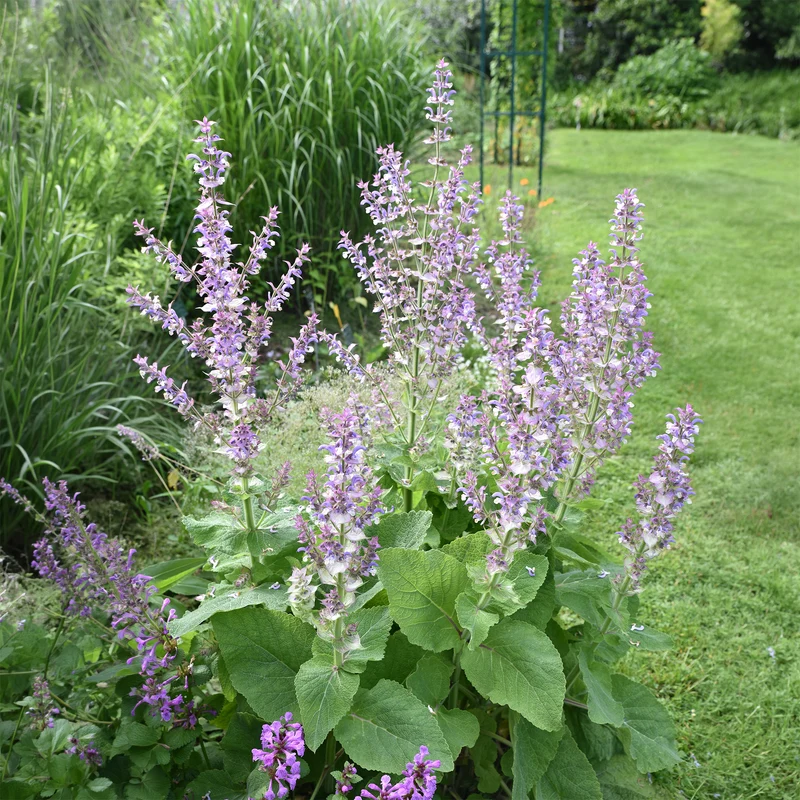 Sauge sclarée