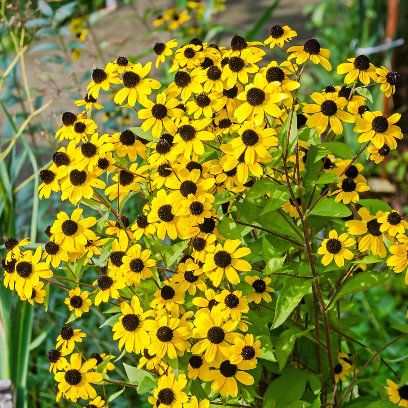Rudbeckia trilobée