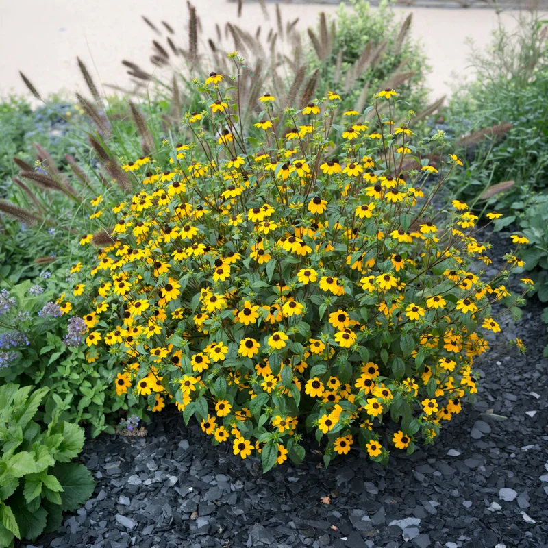Rudbeckia trilobée